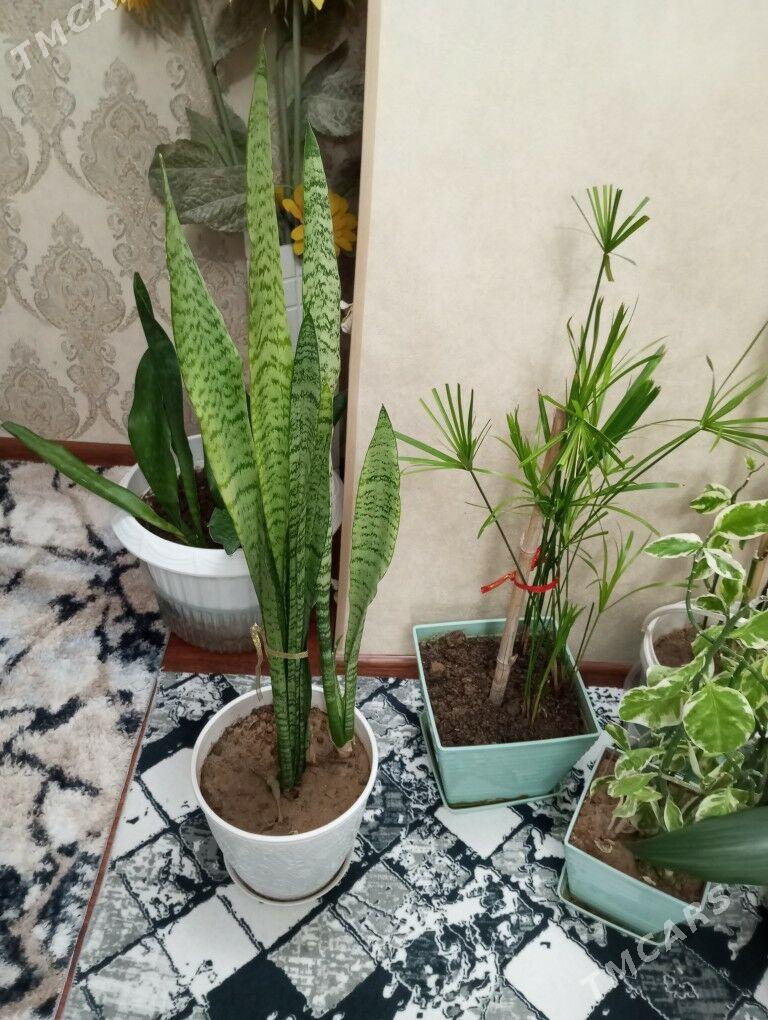 oy gulleri - Aşgabat - img 7