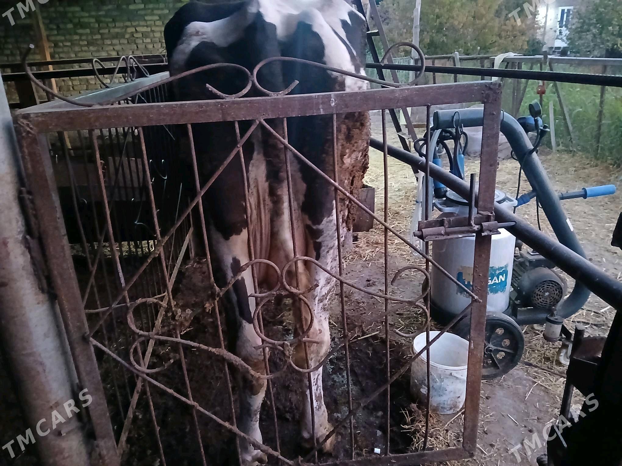 сагдын голштейн сыгыр - Çärjew - img 3