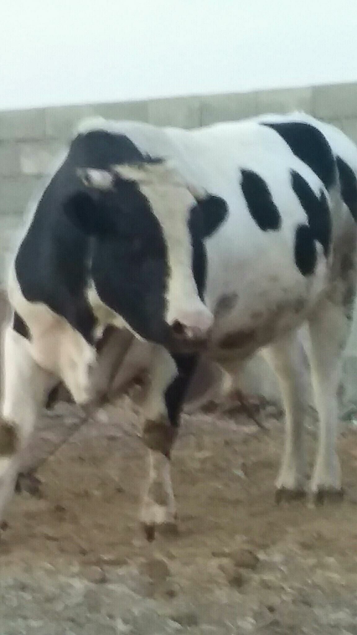 öküz - Бахарден - img 4