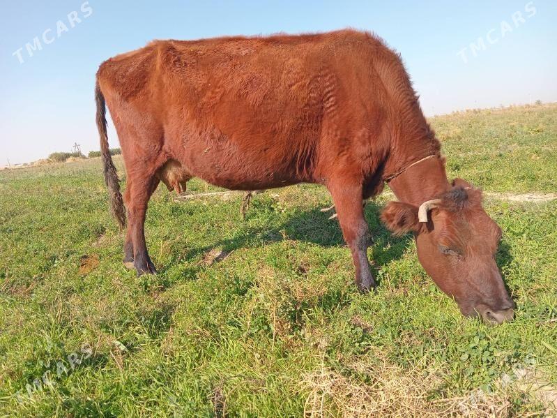 sygyr - Ашхабад - img 3