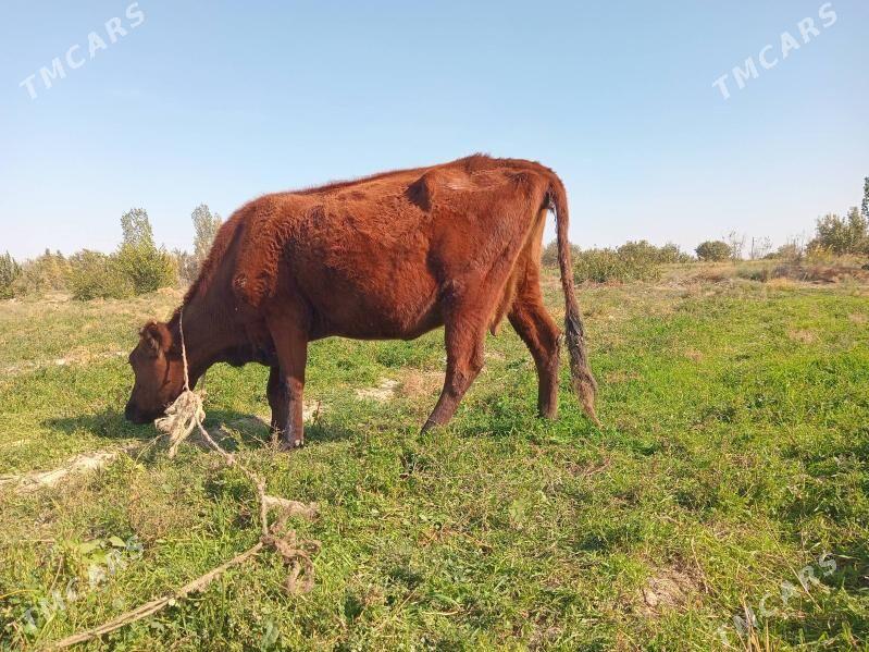 sygyr - Ашхабад - img 4