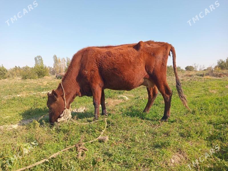 sygyr - Ашхабад - img 1