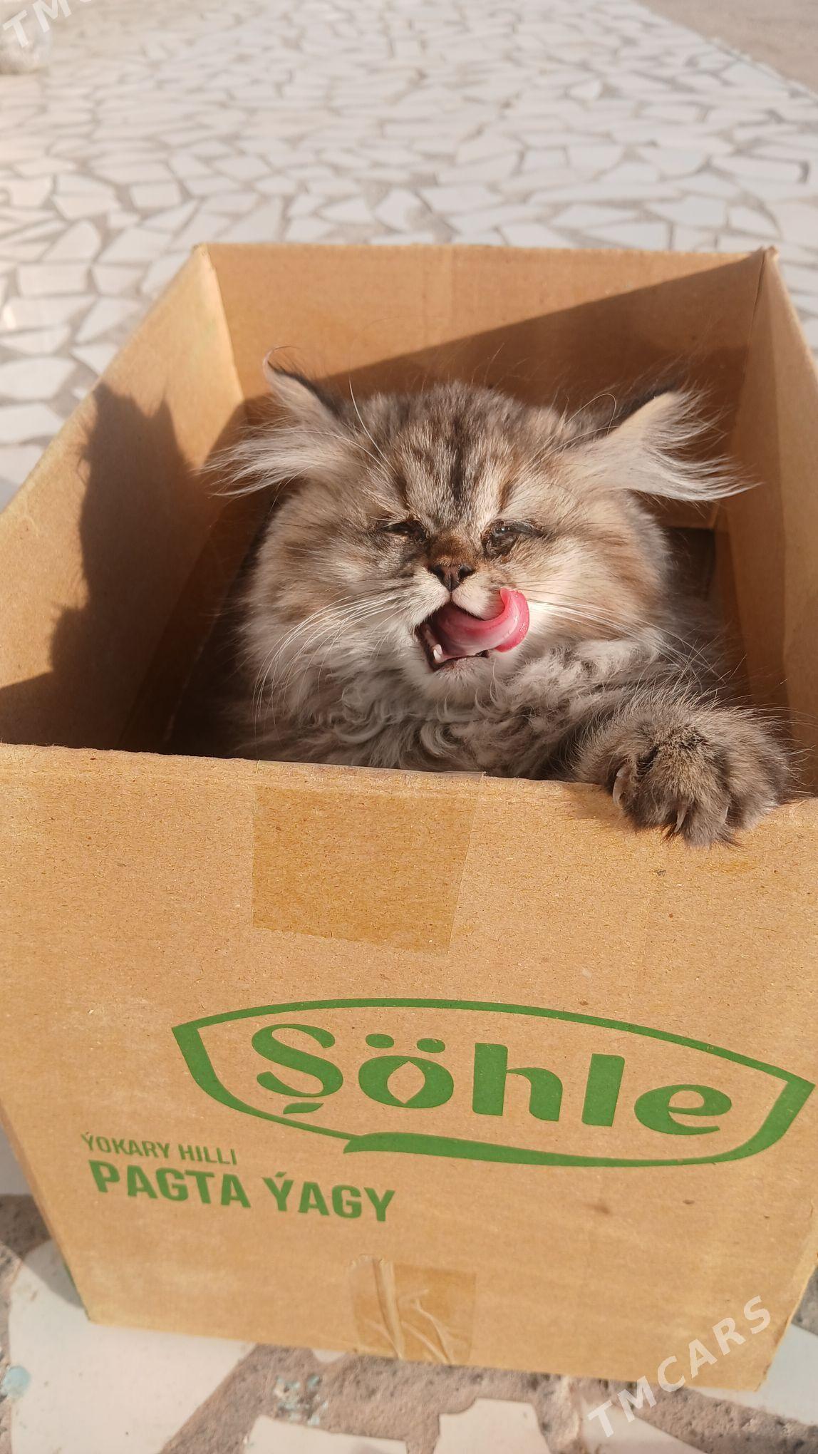 Pisik - Çärjew - img 1