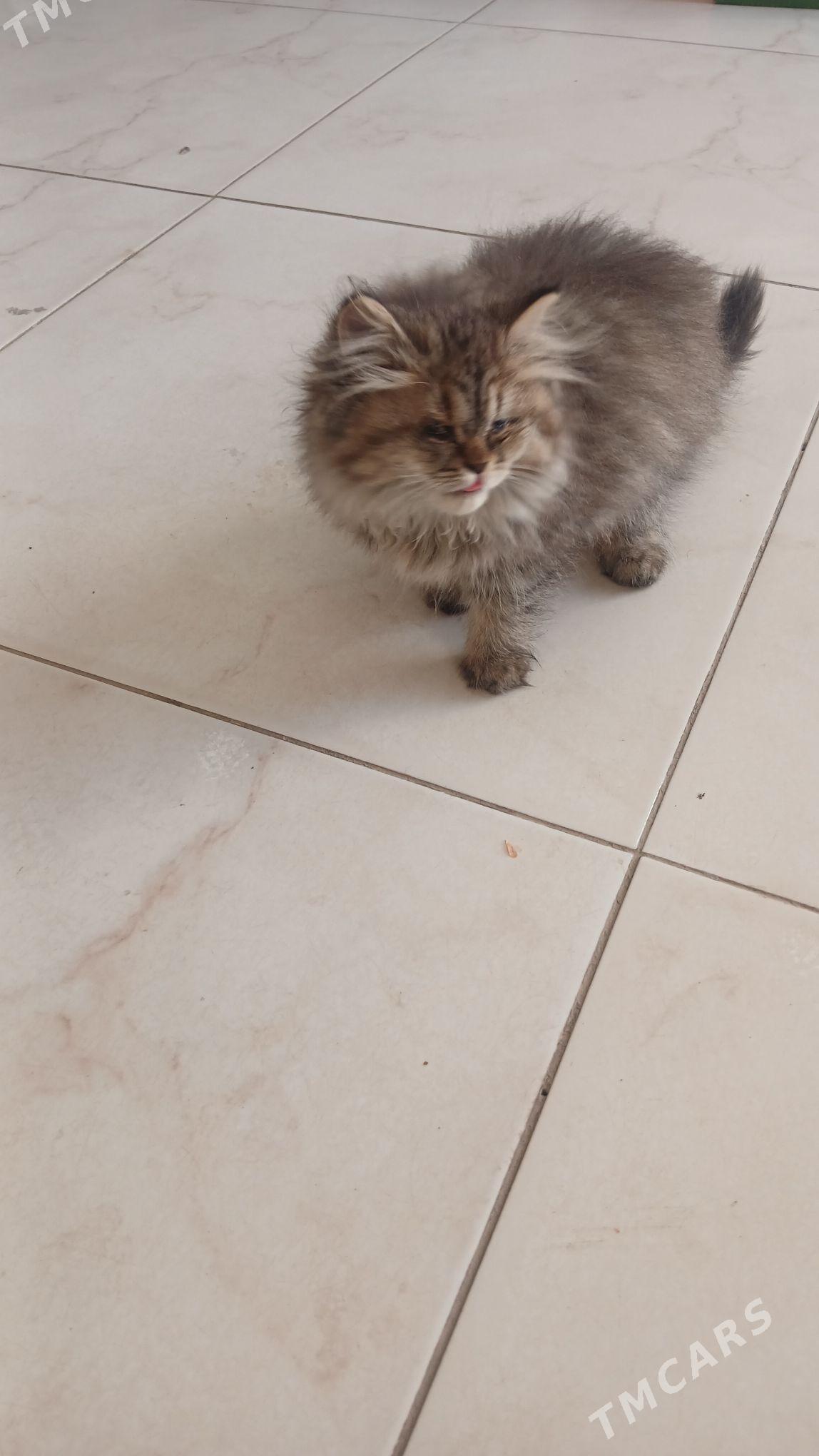 Pisik - Чарджоу - img 3