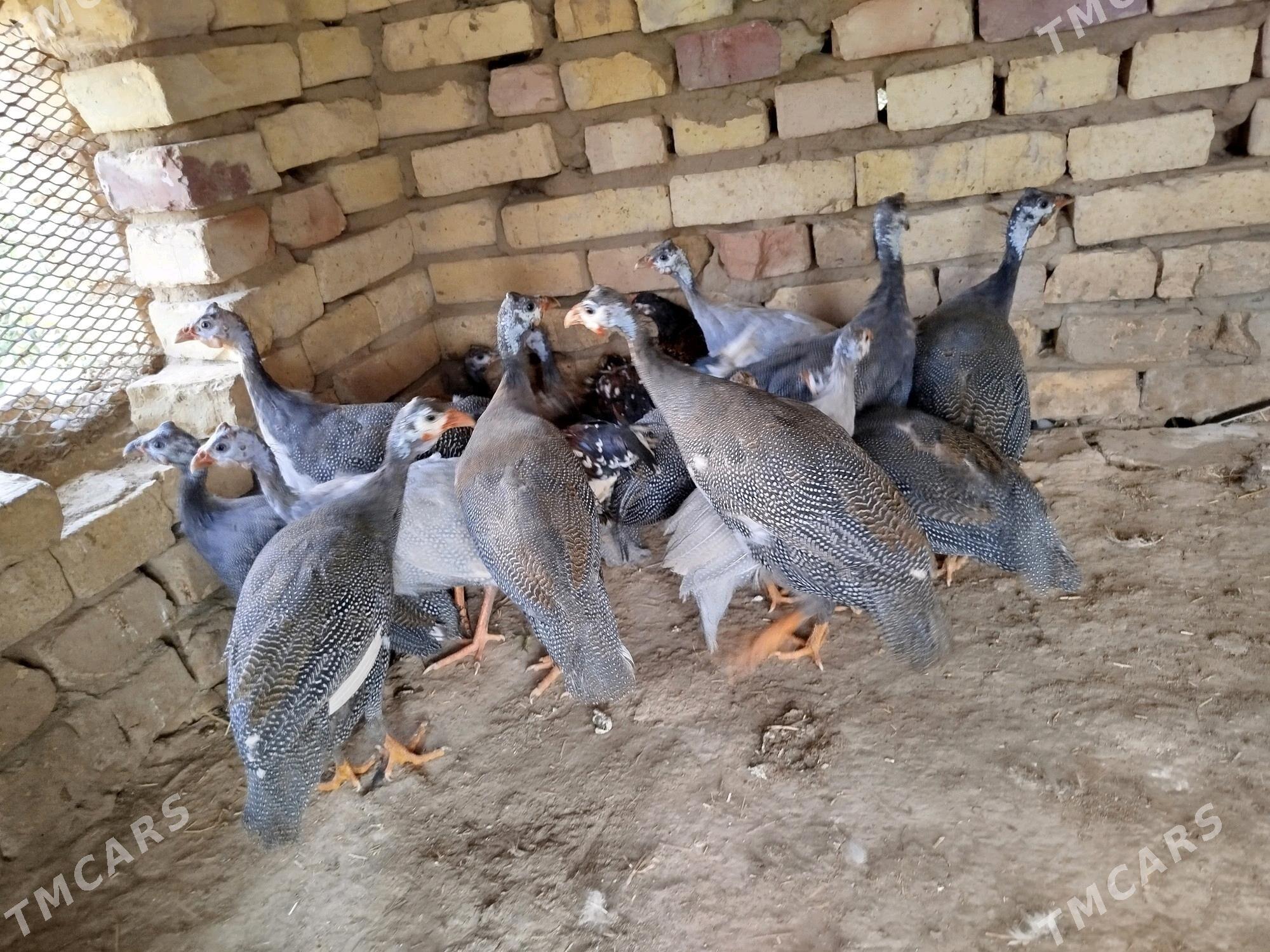 siçarka kakilik - Tejen - img 1