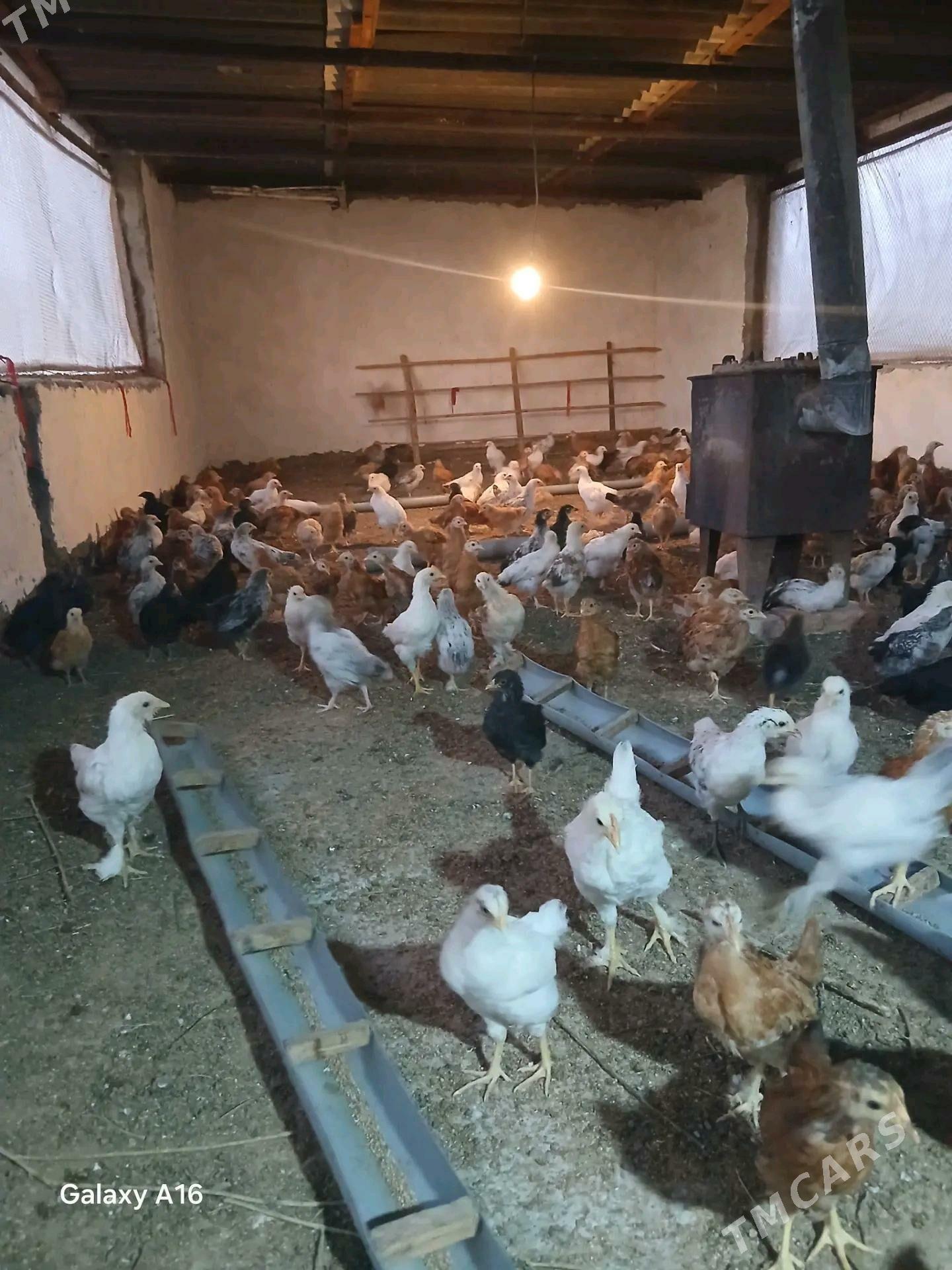 juje - Бабадайхан - img 2