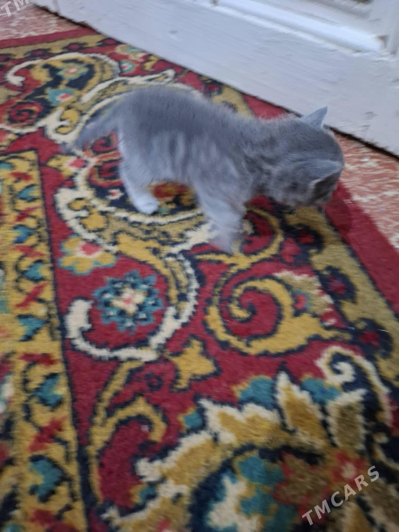 British pisik - Türkmenabat - img 2