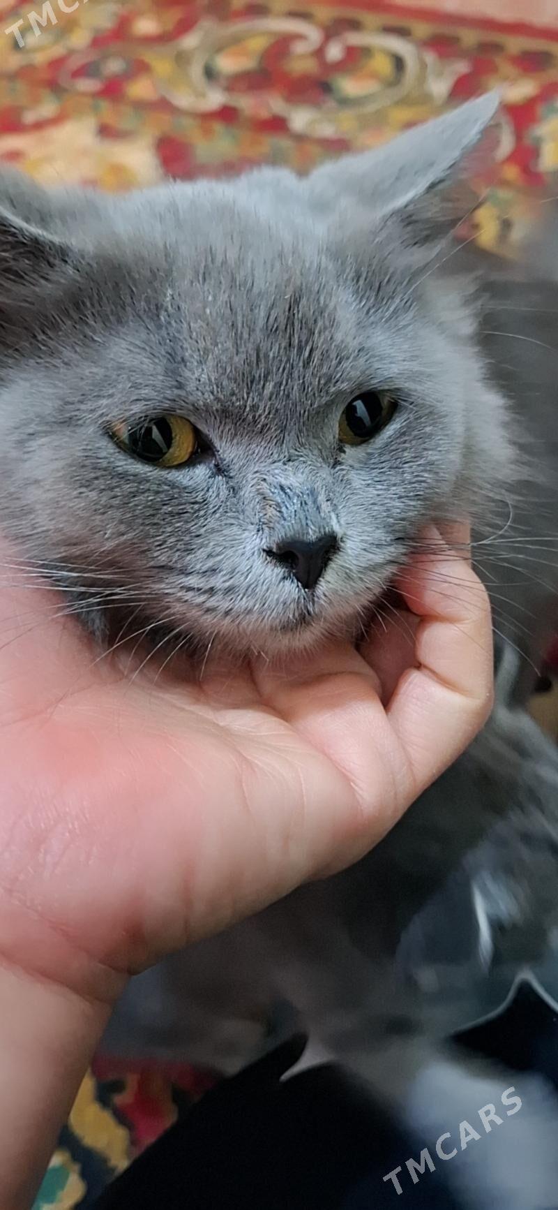 British pisik - Türkmenabat - img 5