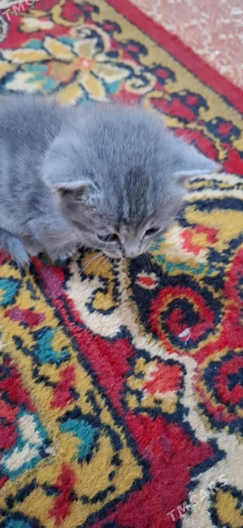 British pisik - Türkmenabat - img 3