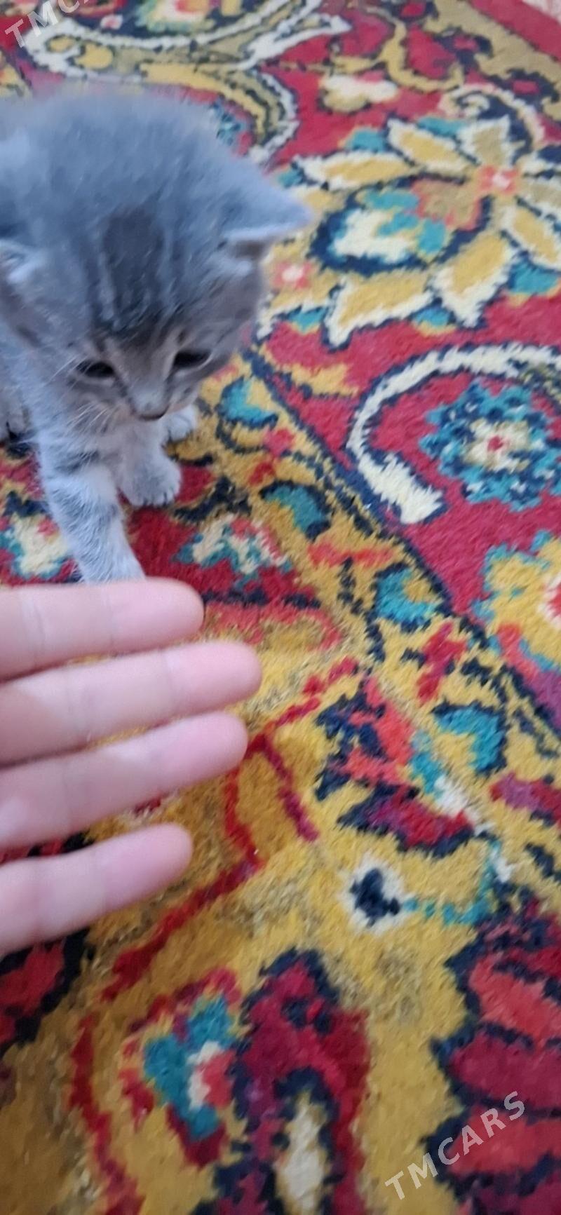 British pisik - Türkmenabat - img 4