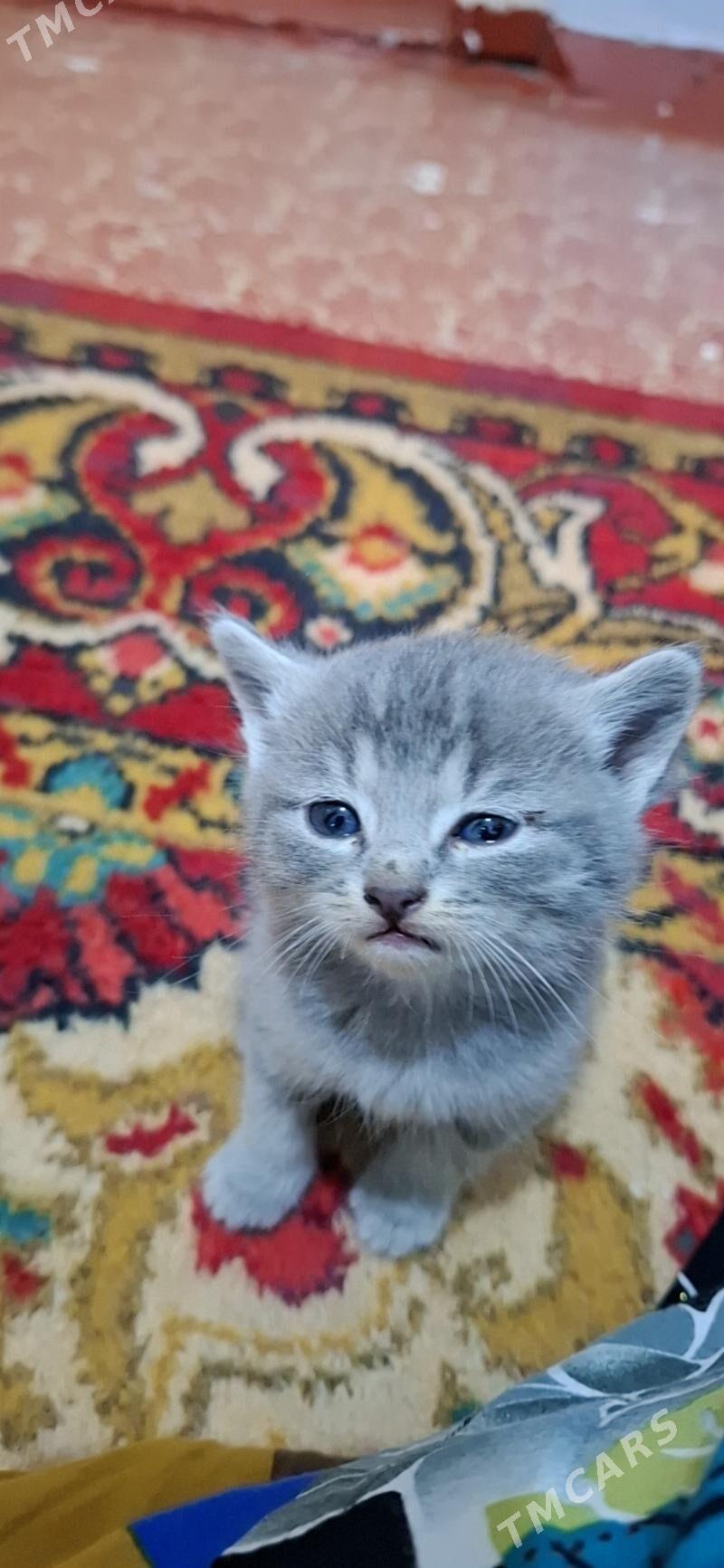 British pisik - Türkmenabat - img 1