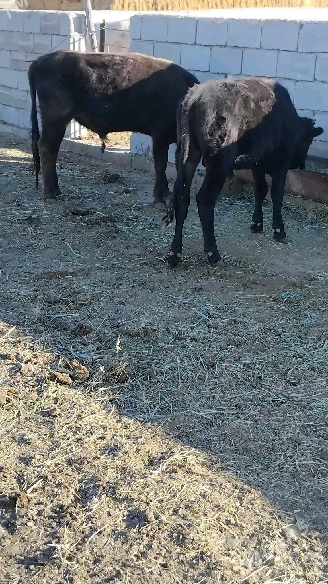 öküz - Бахарден - img 2