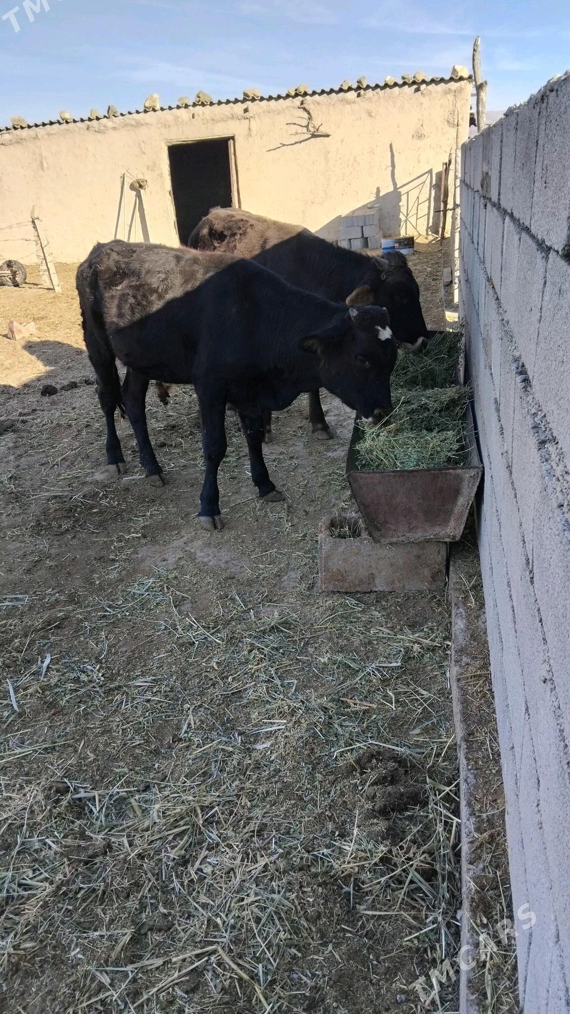 öküz - Бахарден - img 3