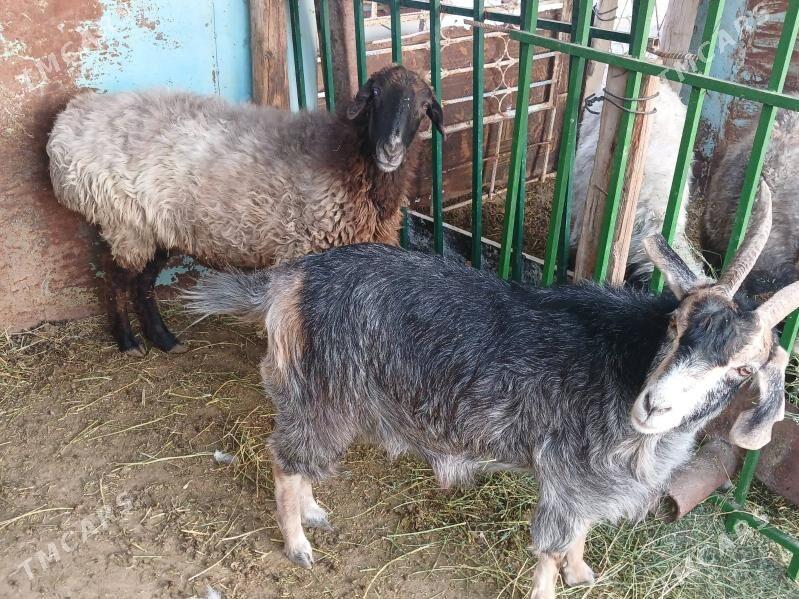 Goýun we Geçi - Ак-Бугдайский этрап - img 1