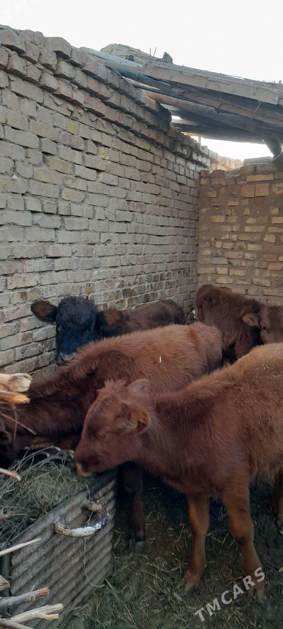 Öküźçeler - Babadaýhan - img 1