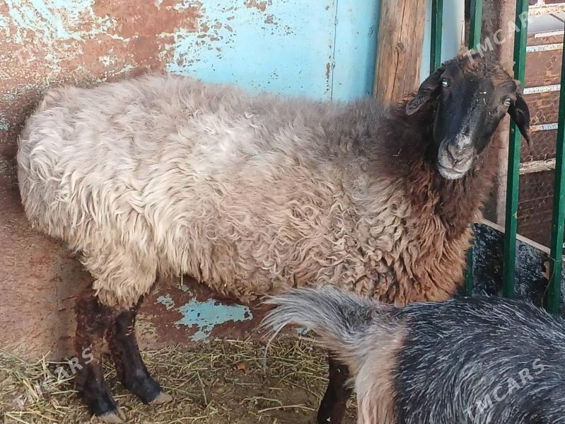 Goýun we Geçi - Ак-Бугдайский этрап - img 3