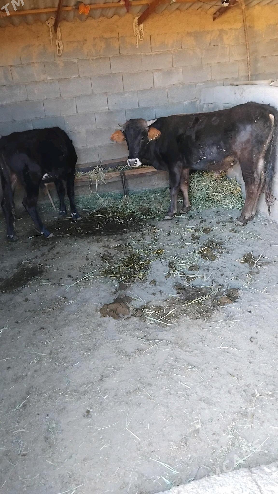 öküz - Бахарден - img 4