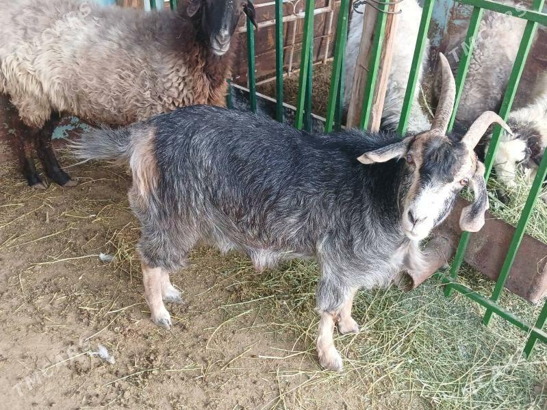 Goýun we Geçi - Ак-Бугдайский этрап - img 2