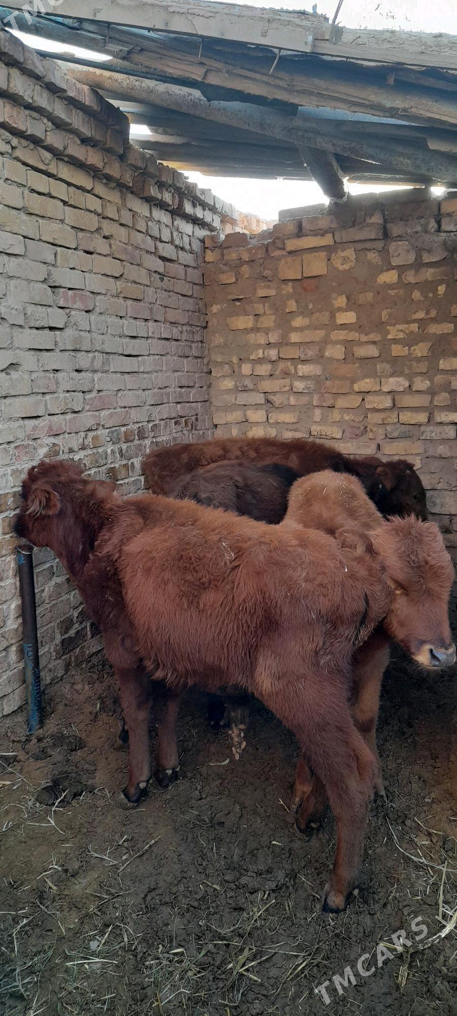 Öküźçeler - Babadaýhan - img 2