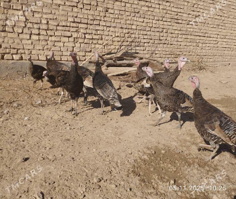 induk - Tejen - img 3