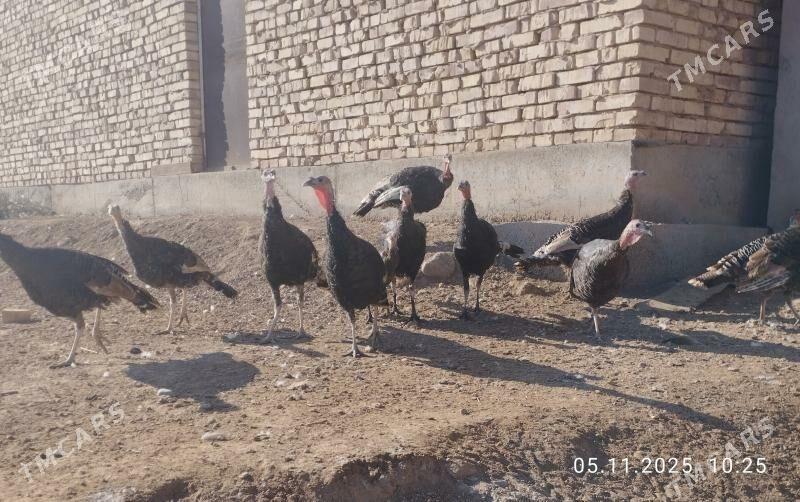 induk - Tejen - img 2