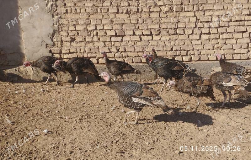 induk - Tejen - img 5