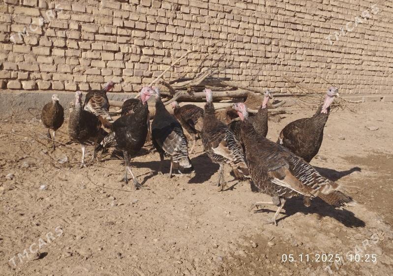 induk - Tejen - img 4