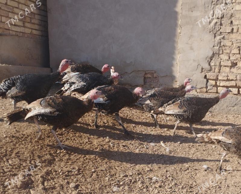 induk - Tejen - img 6