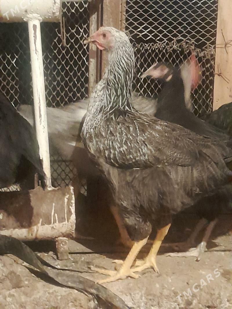 Gigant towuklar - Сакарчага - img 3