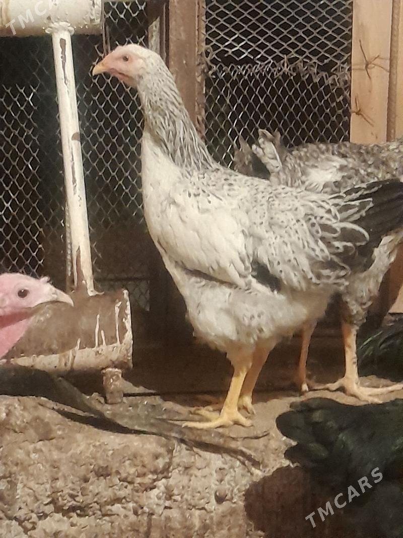 Gigant towuklar - Сакарчага - img 6