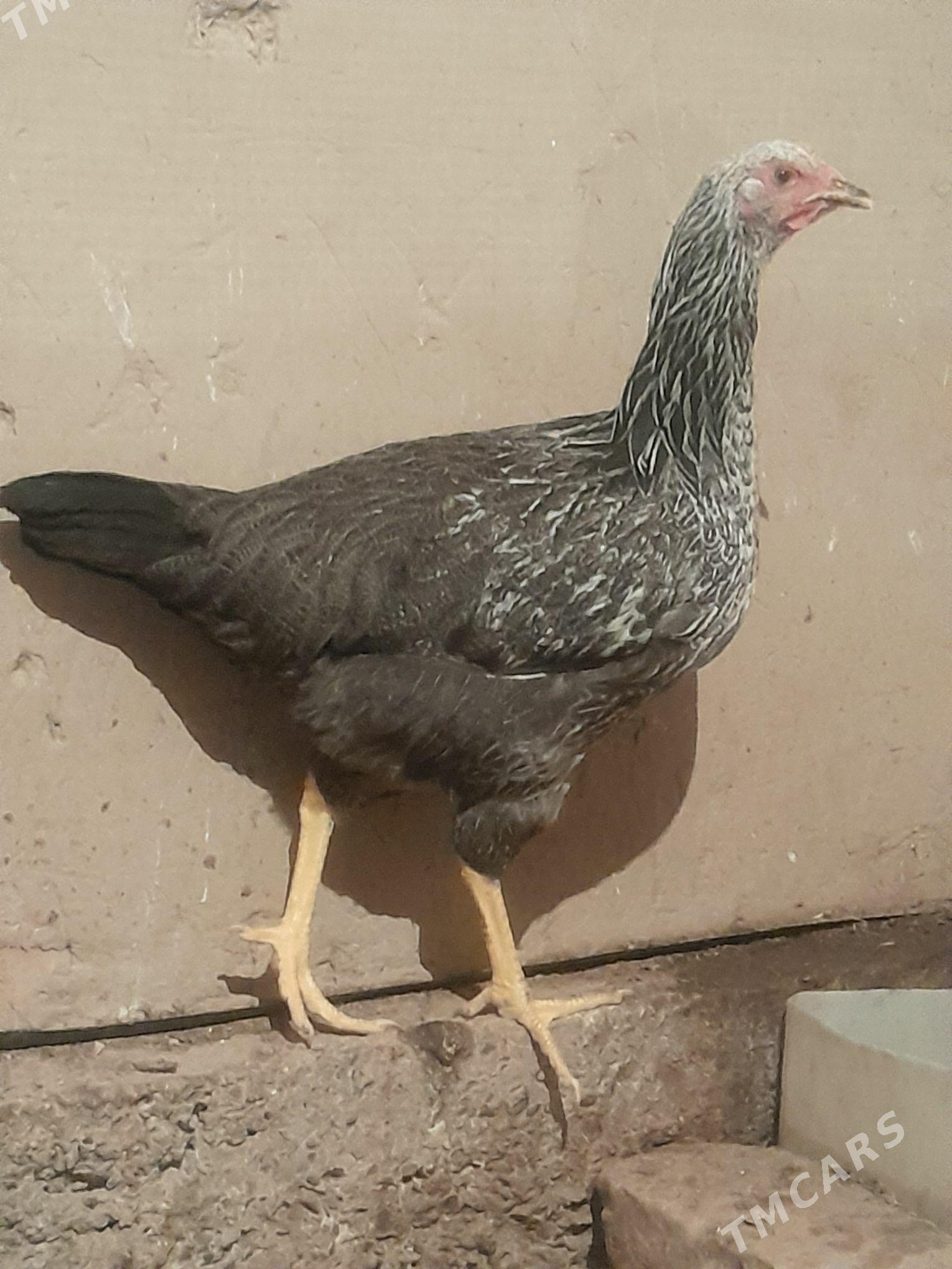 Gigant towuklar - Сакарчага - img 7