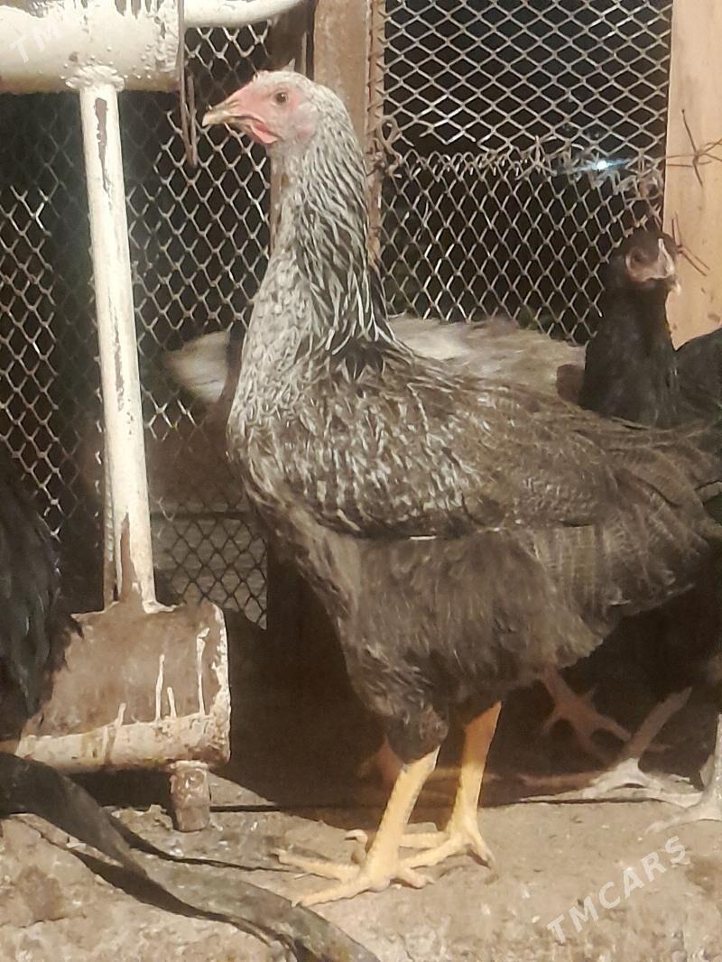 Gigant towuklar - Сакарчага - img 5