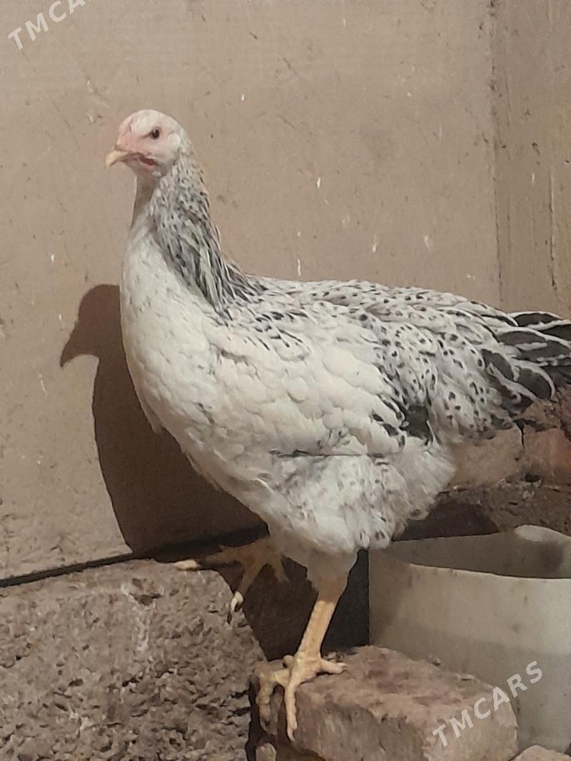 Gigant towuklar - Сакарчага - img 9