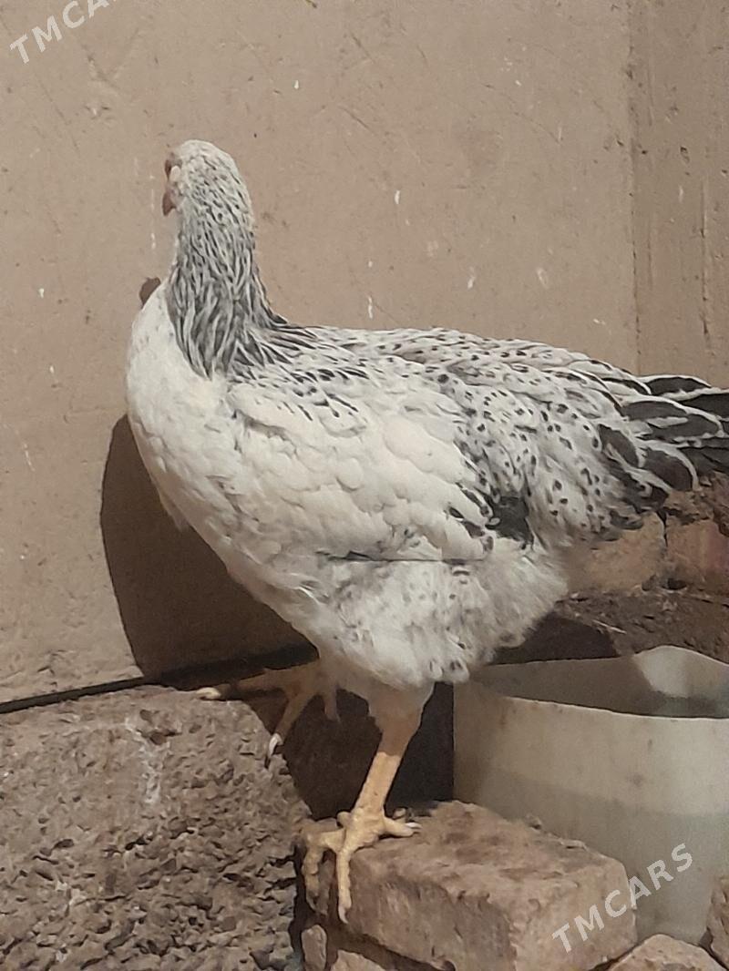 Gigant towuklar - Сакарчага - img 2