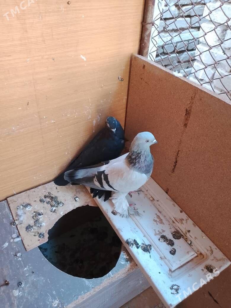 Kepderi - Шатлык - img 2