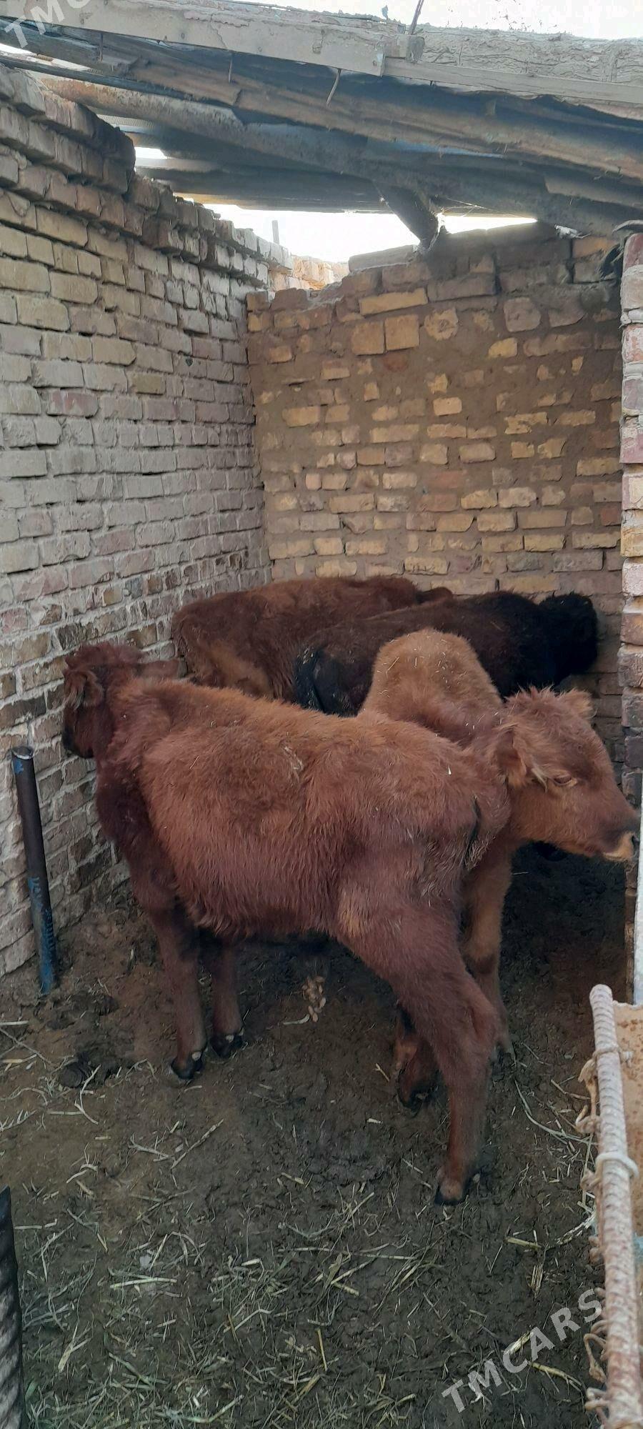 Öküźçeler - Babadaýhan - img 3