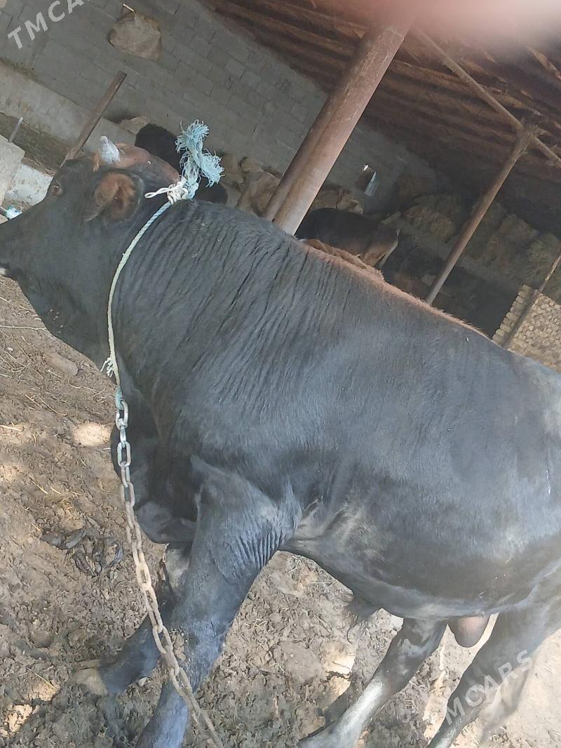 öküz - Gökdepe - img 2