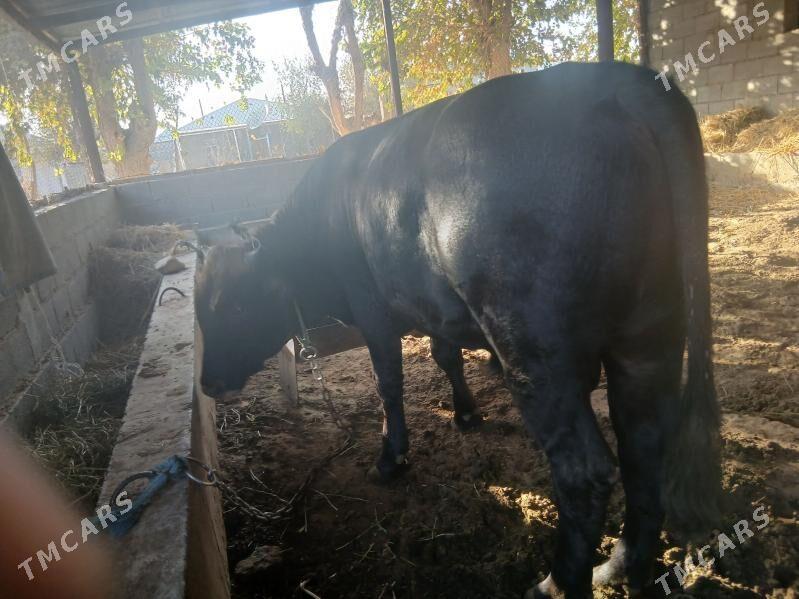 öküz - Gökdepe - img 3