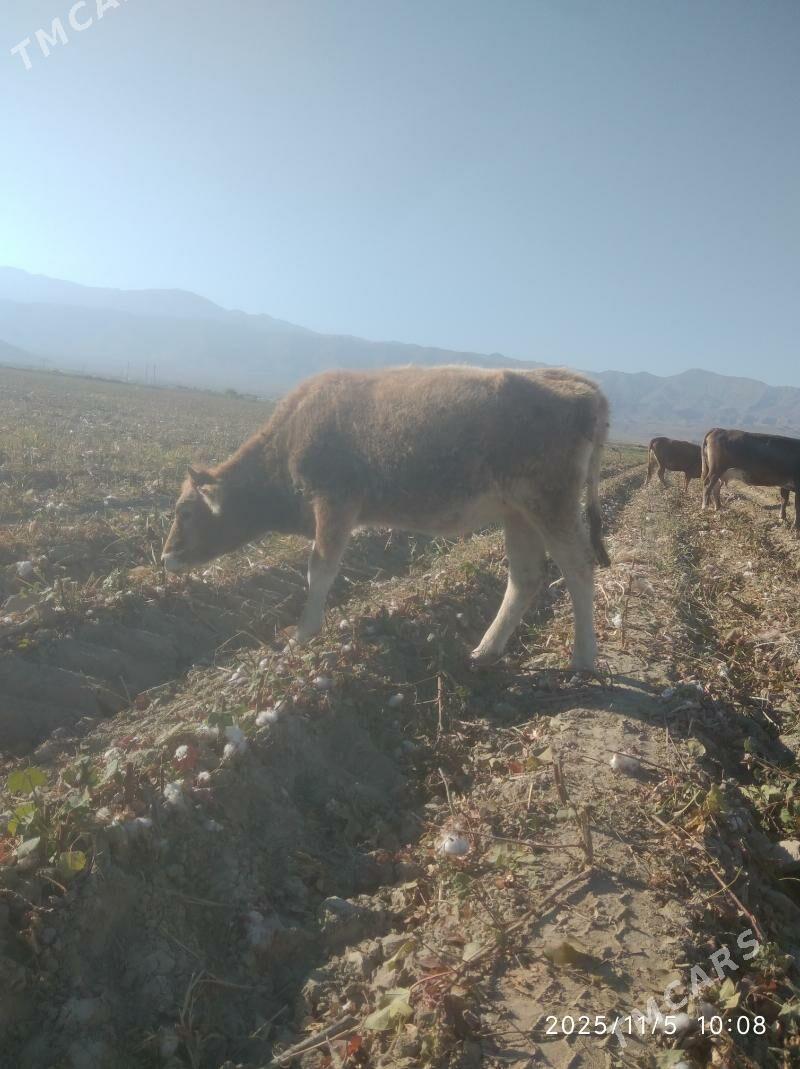 Tuwe - Bäherden - img 2