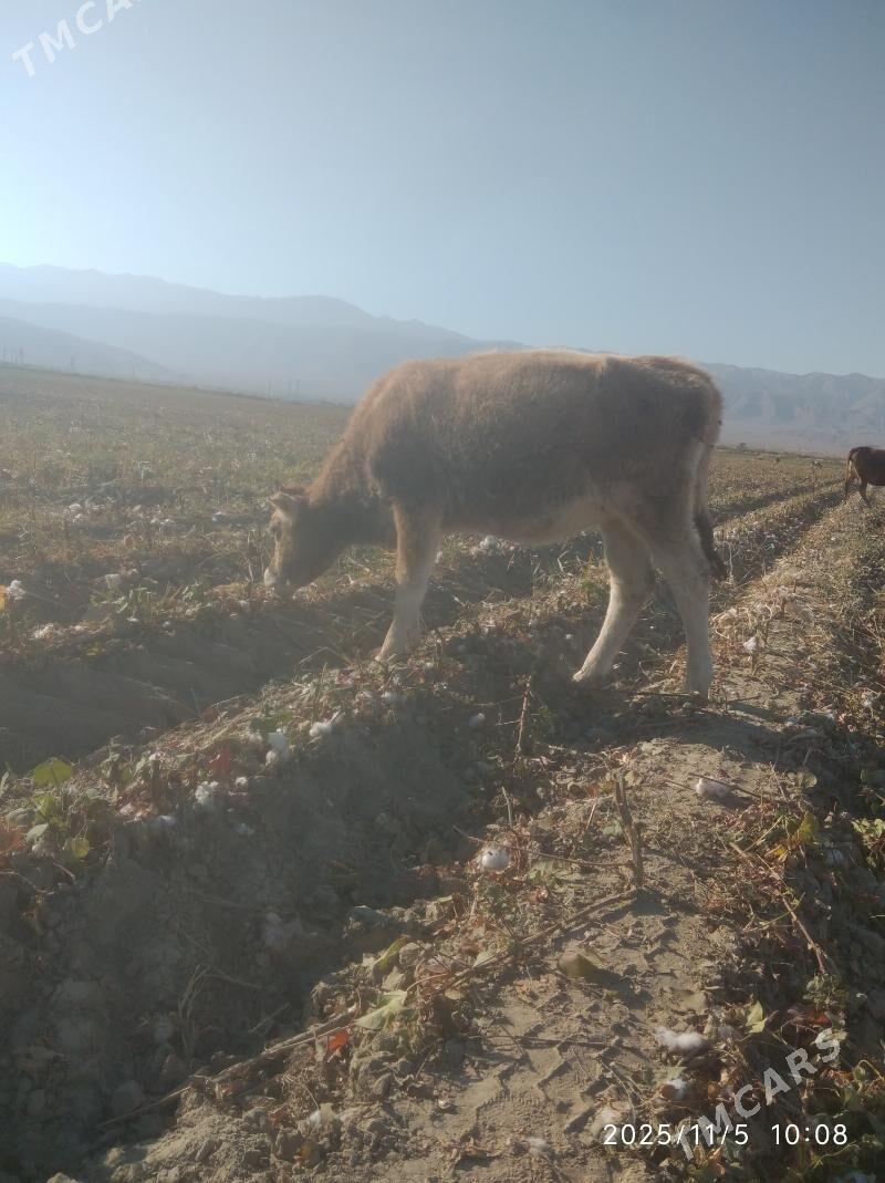 Tuwe - Bäherden - img 3