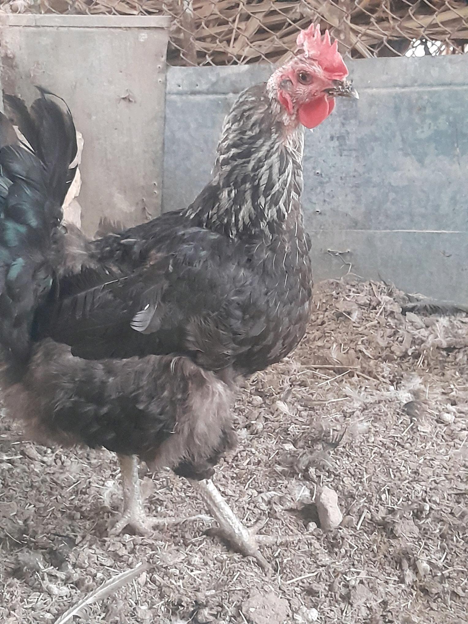 Gigant towuklar - Сакарчага - img 10