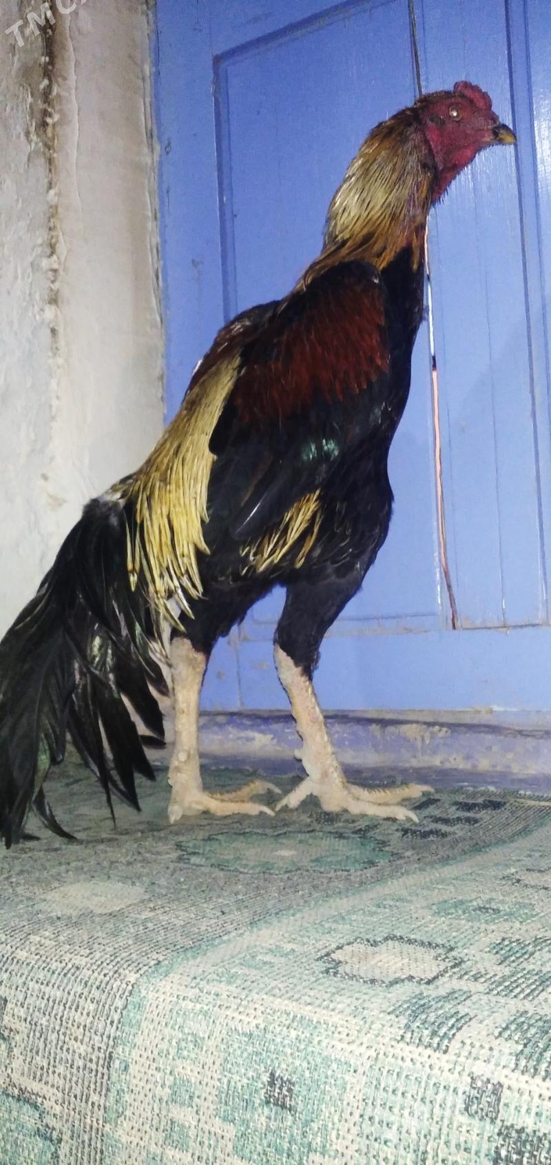 Wektor - Достлук - img 5