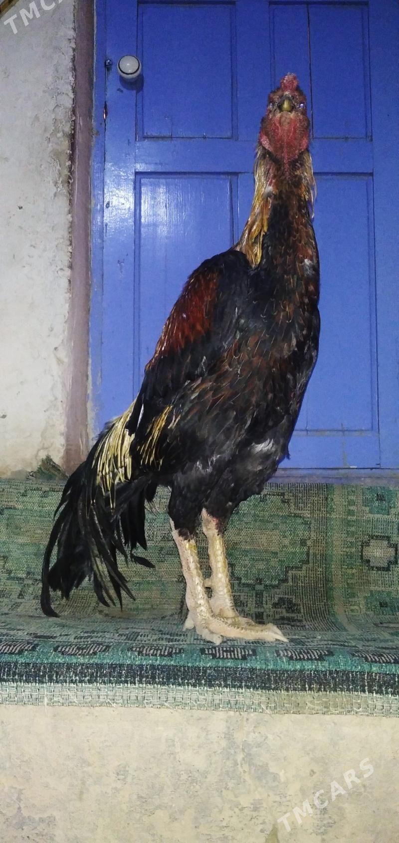 Wektor - Достлук - img 3