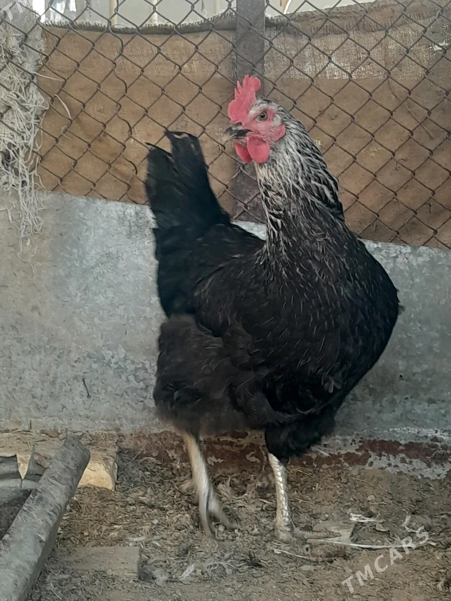 Gigant towuklar - Сакарчага - img 1