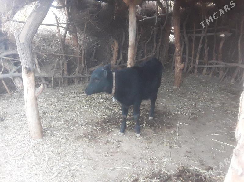 Tanaly sygyr hem bogaz - Дашогуз - img 3