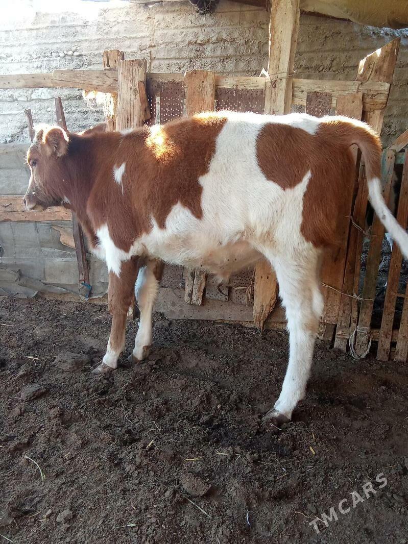 Okuzler - Balkanabat - img 3