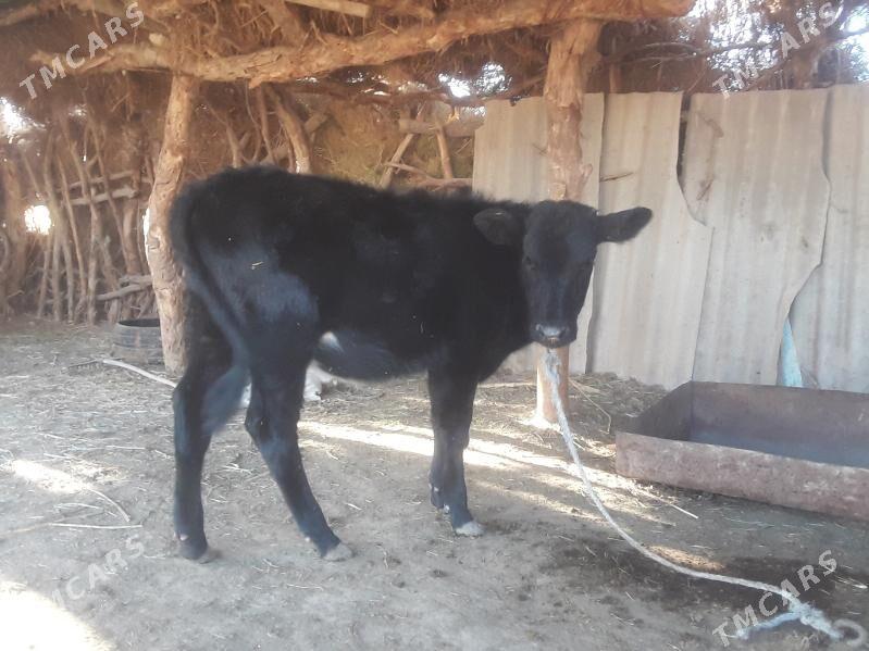 Tanaly sygyr hem bogaz - Дашогуз - img 2