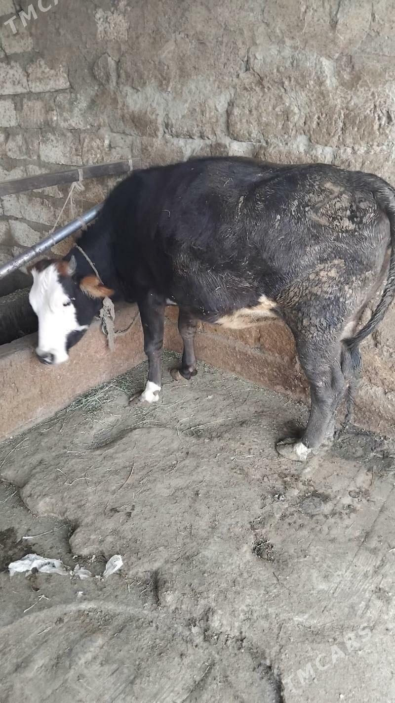 Semiz tüwe - Бахарден - img 5