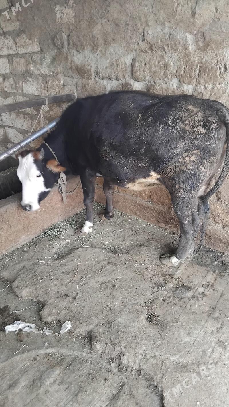 Semiz tüwe - Бахарден - img 4