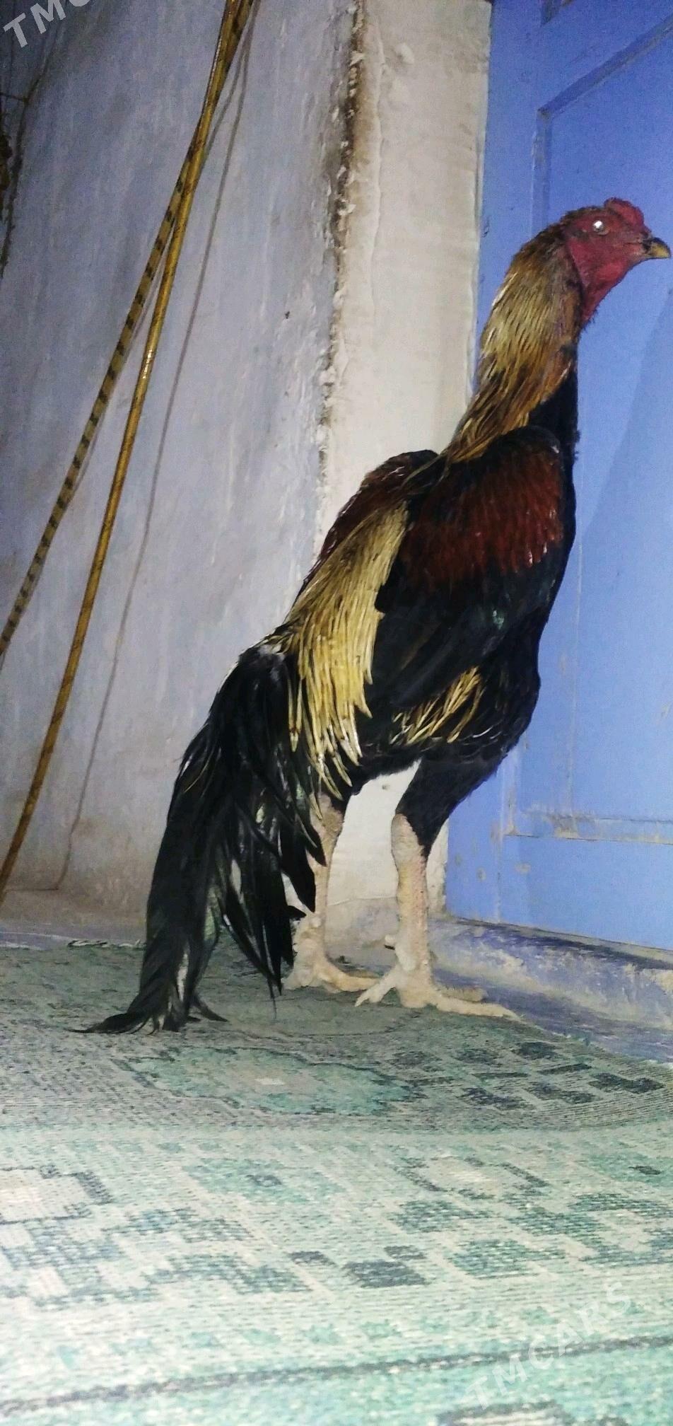 Wektor - Достлук - img 2